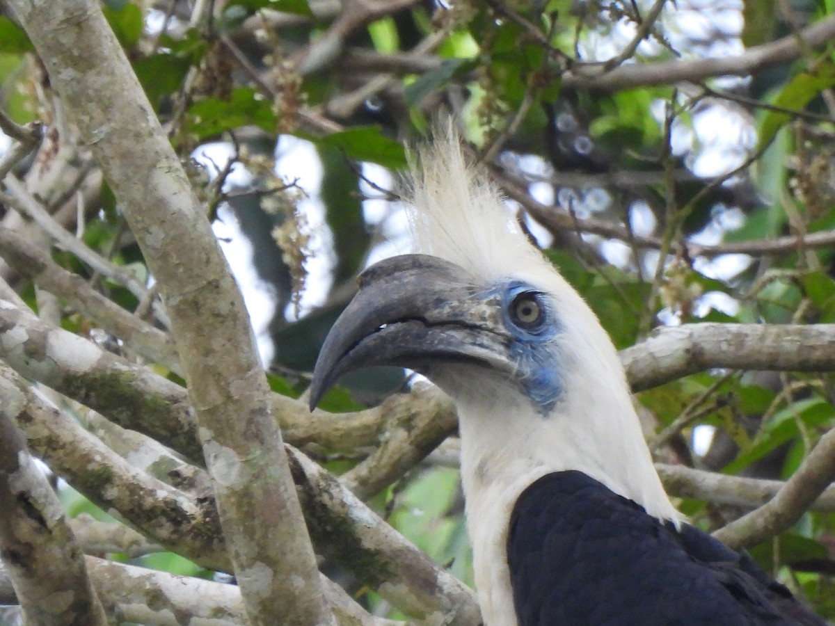 White-crowned Hornbill - Gwen Taylor