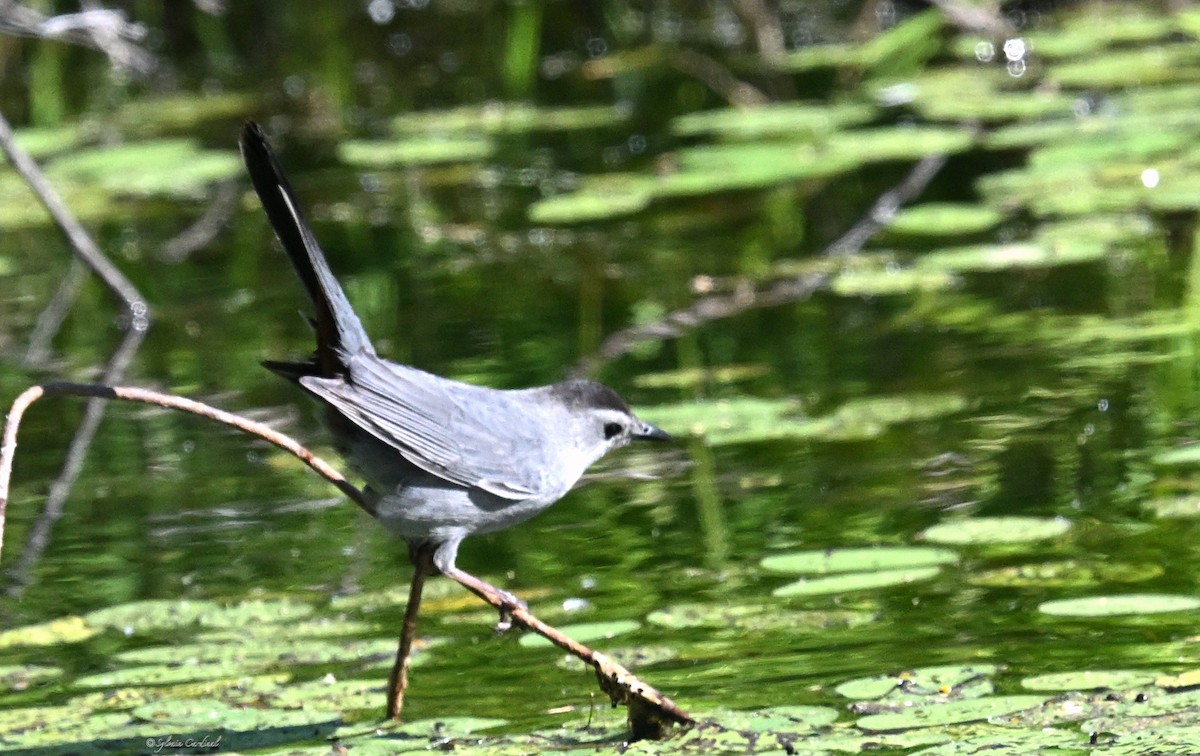 Gray Catbird - ML619949573