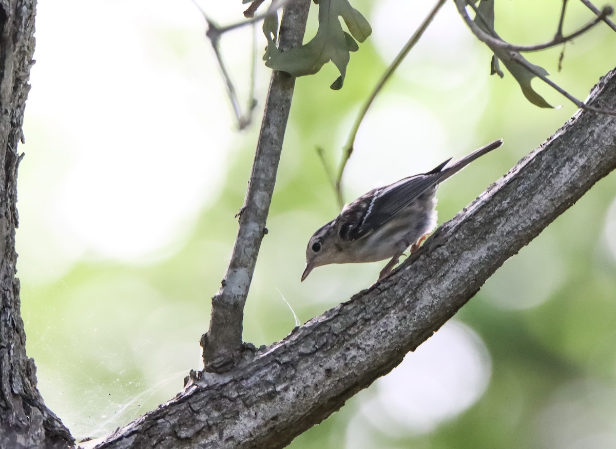 Black-and-white Warbler - ML619949574