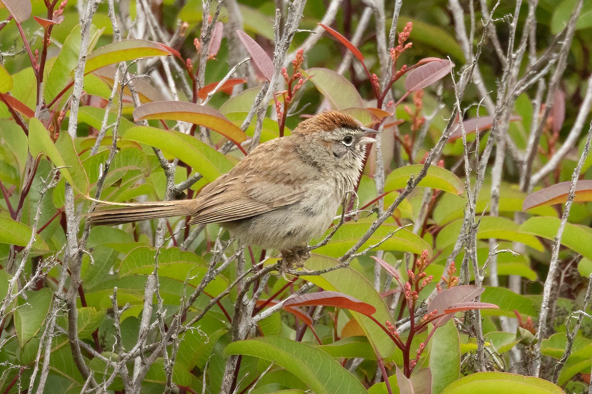 Rufous-crowned Sparrow - Tom (TK) Kaestner