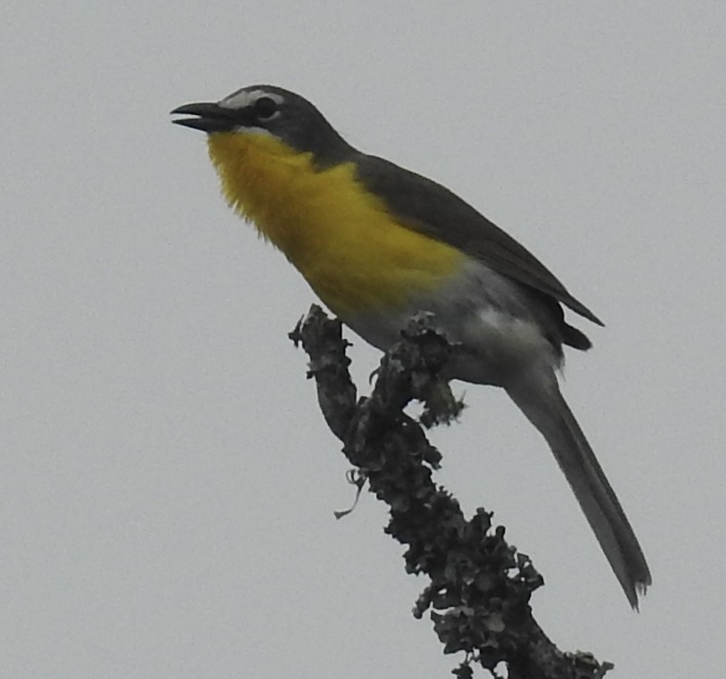 Yellow-breasted Chat - ML619949577
