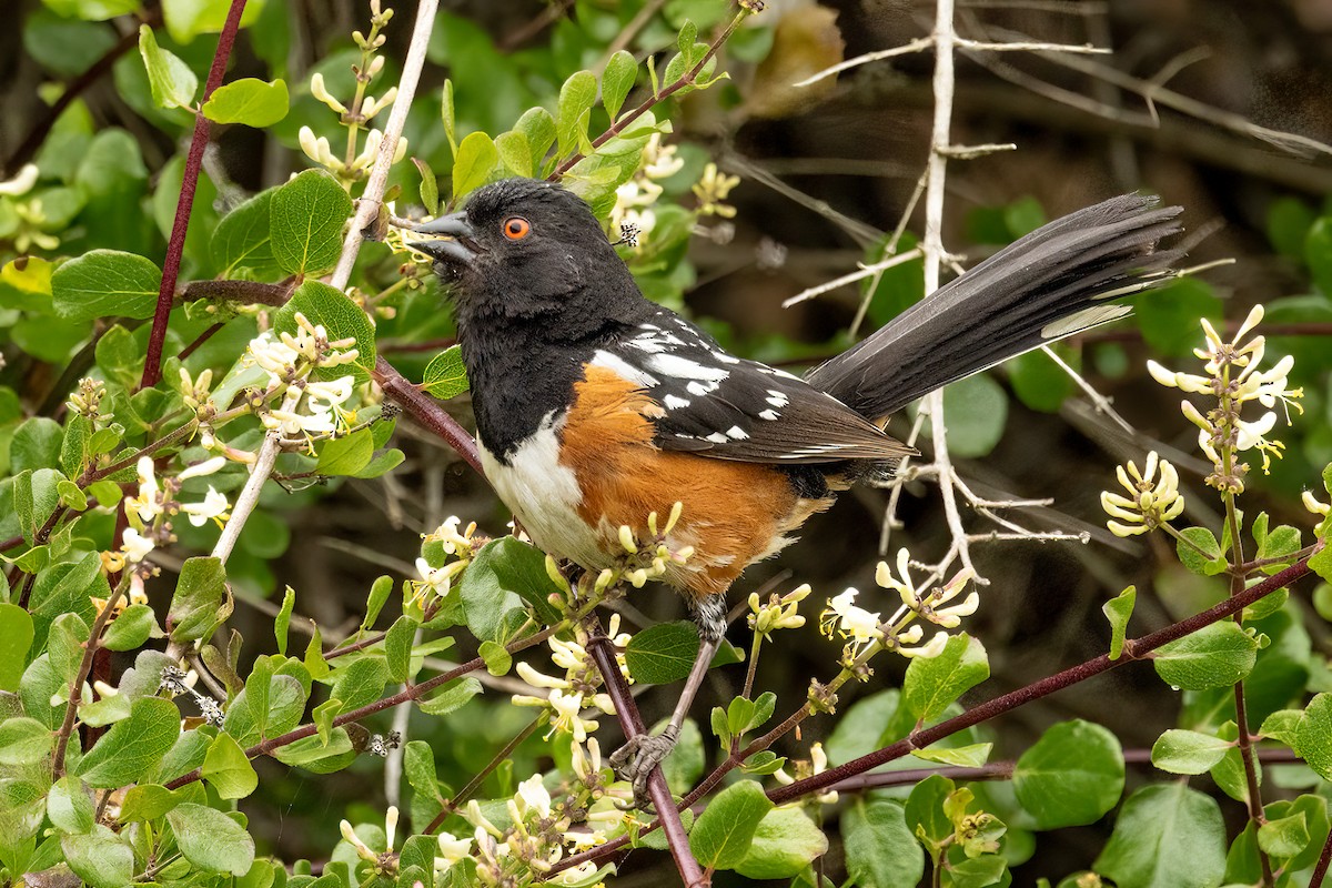 Spotted Towhee - ML619949586