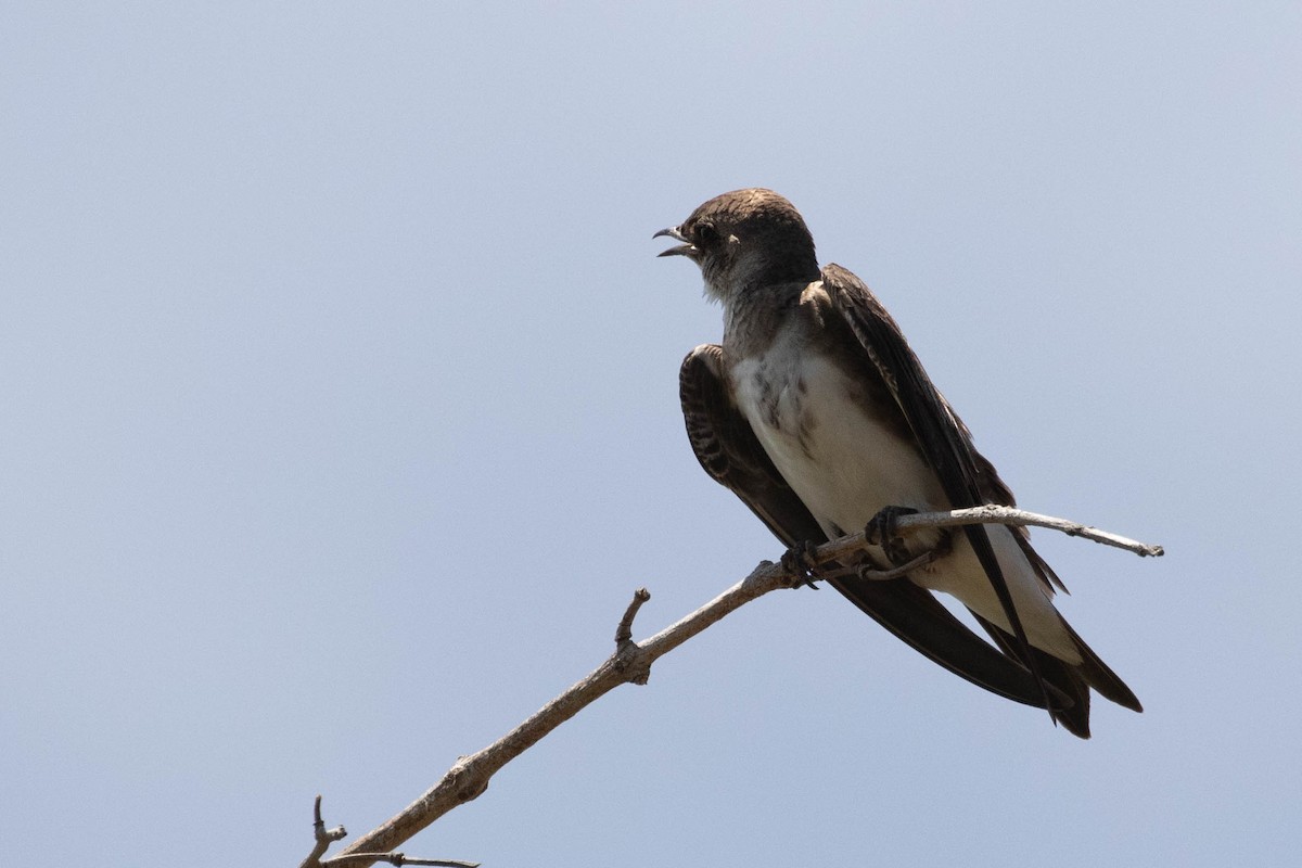 Brown-chested Martin - ML619949593
