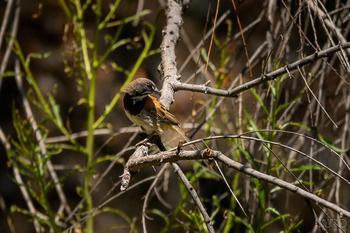 Black-chested Sparrow - ML619949601