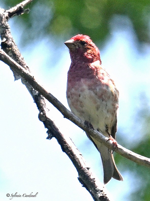 Purple Finch - ML619949608