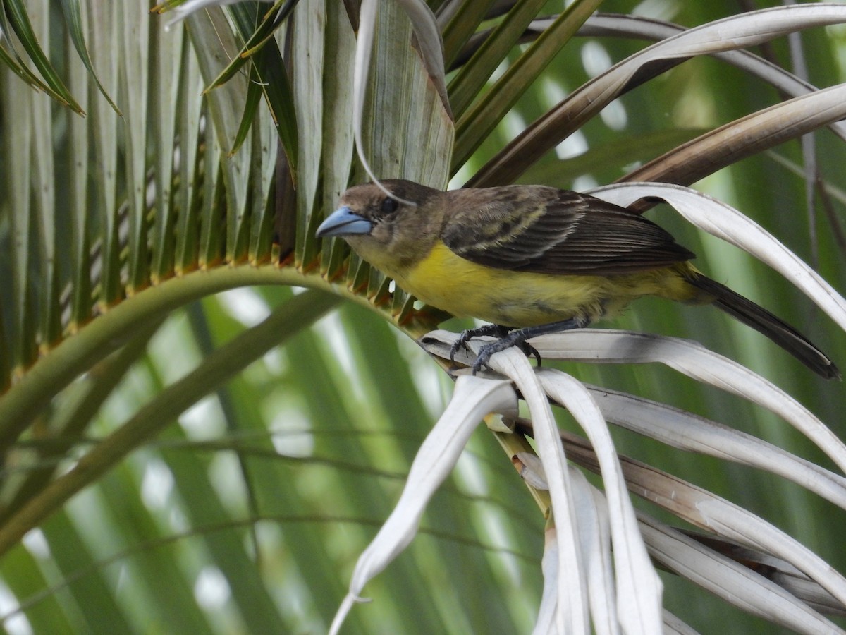 Flame-rumped Tanager - ML619949609