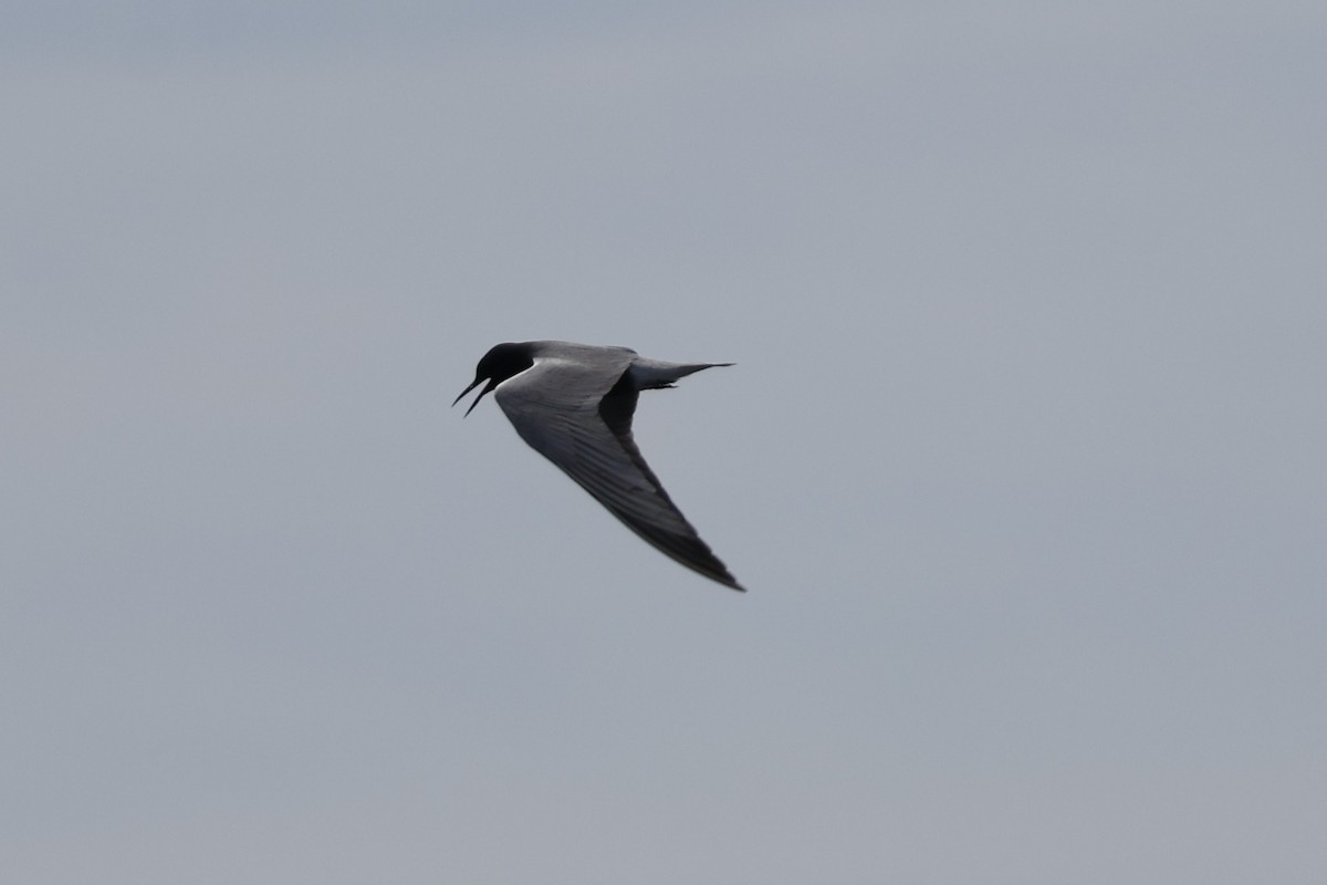 Black Tern - ML619949618