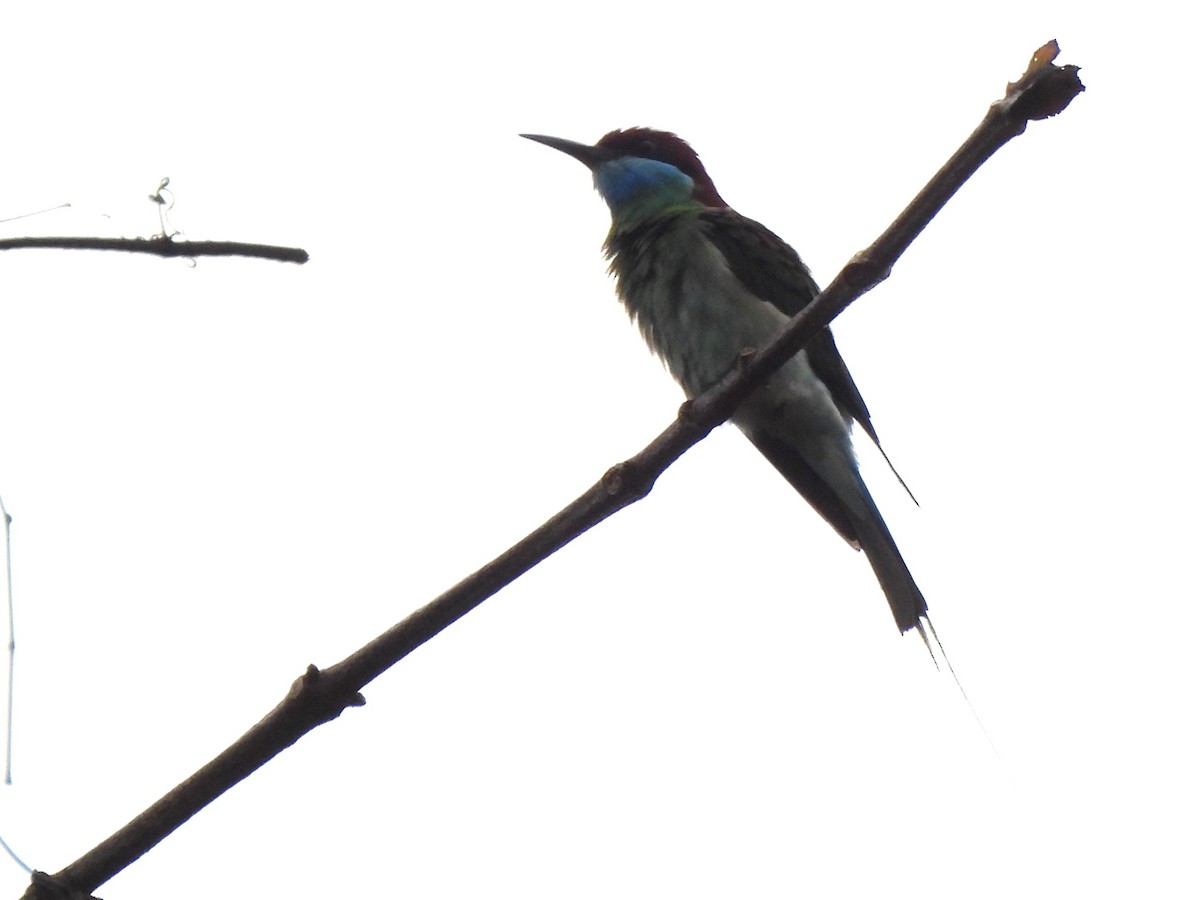 Blue-throated Bee-eater - ML619949636