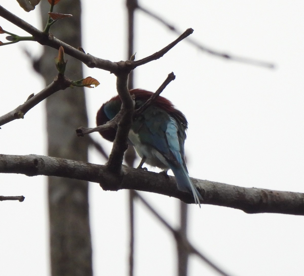 Blue-throated Bee-eater - ML619949637
