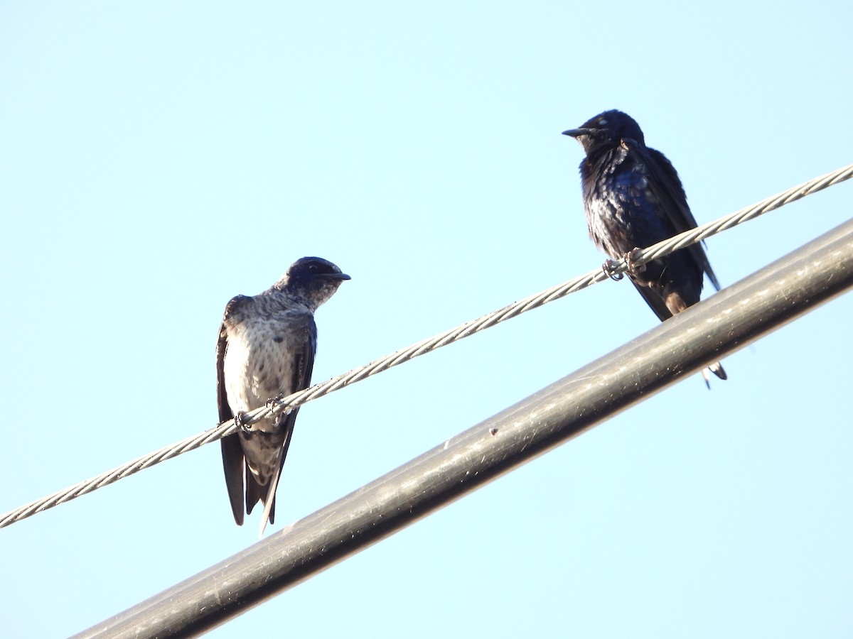 Purple Martin - ML619949650