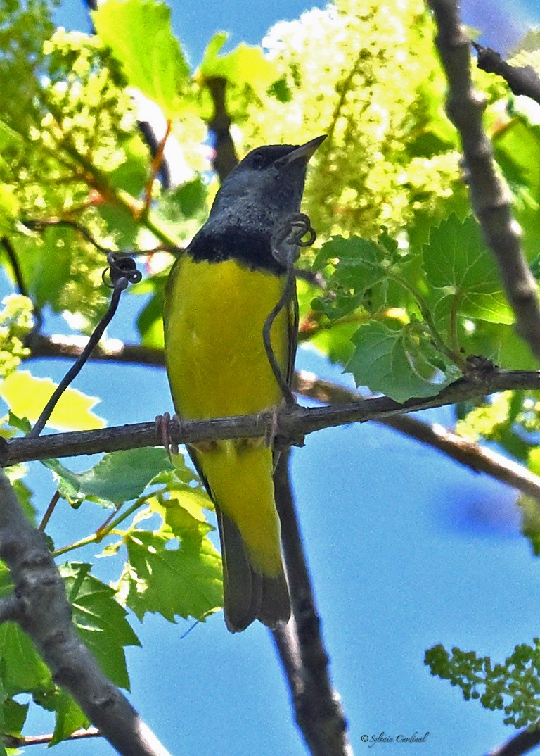 Mourning Warbler - ML619949658