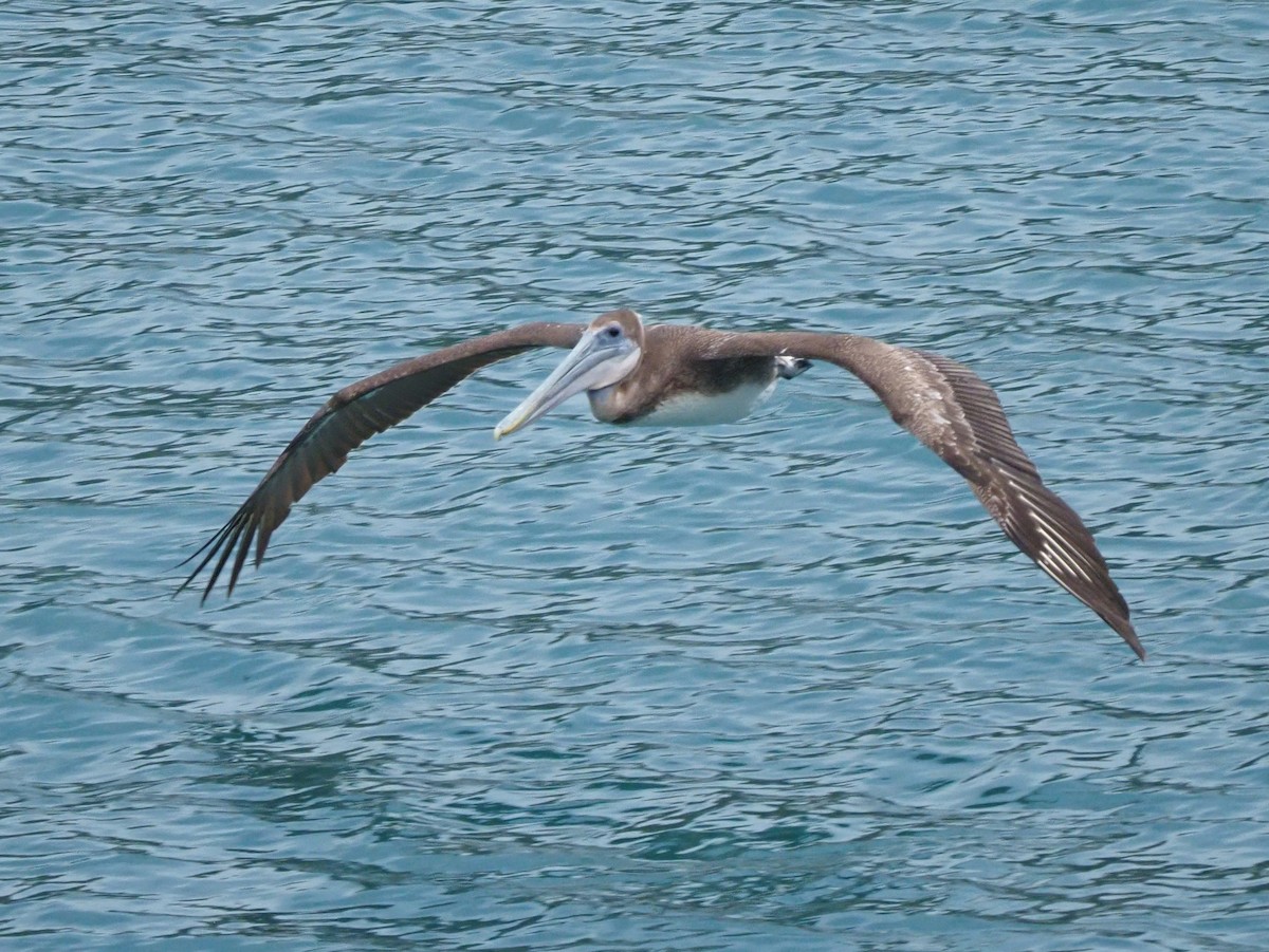 pelikán hnědý - ML619949665