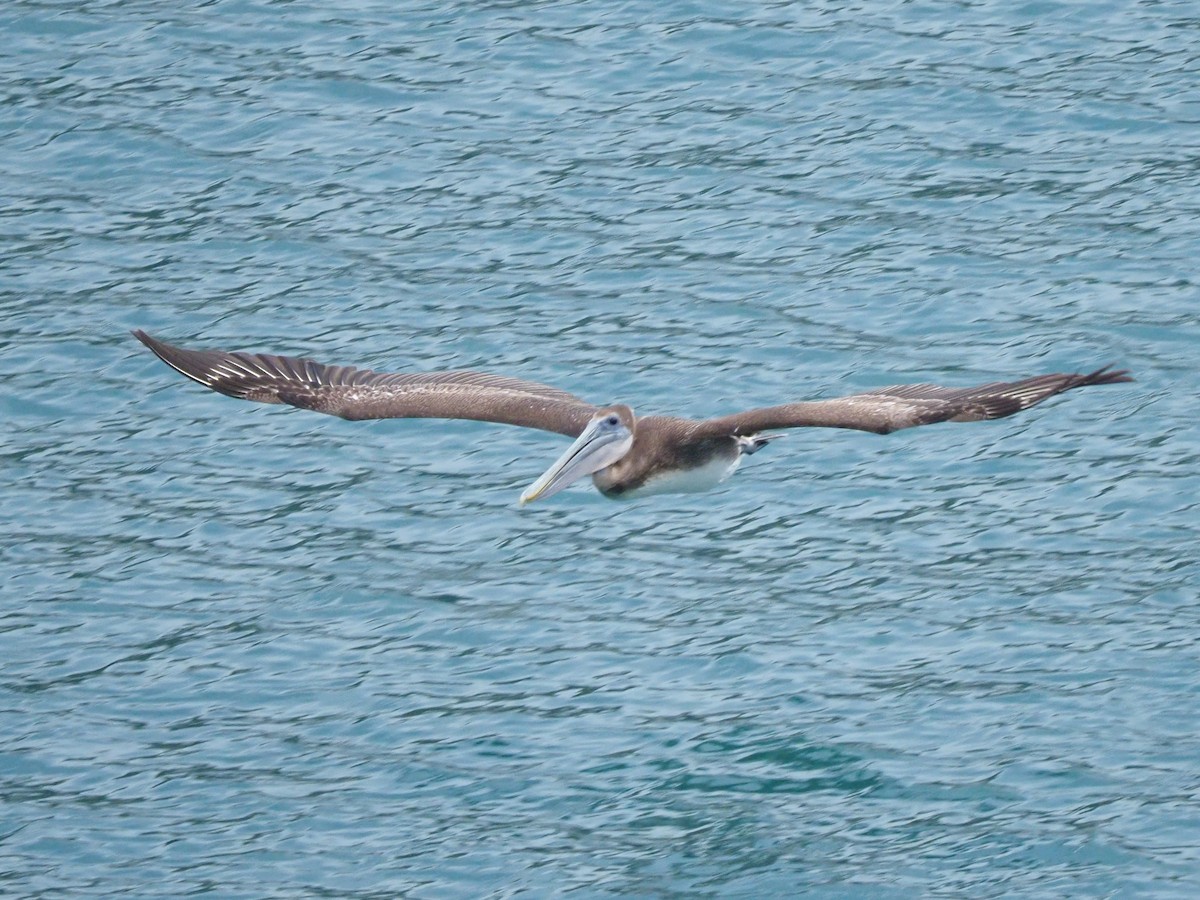 pelikán hnědý - ML619949666