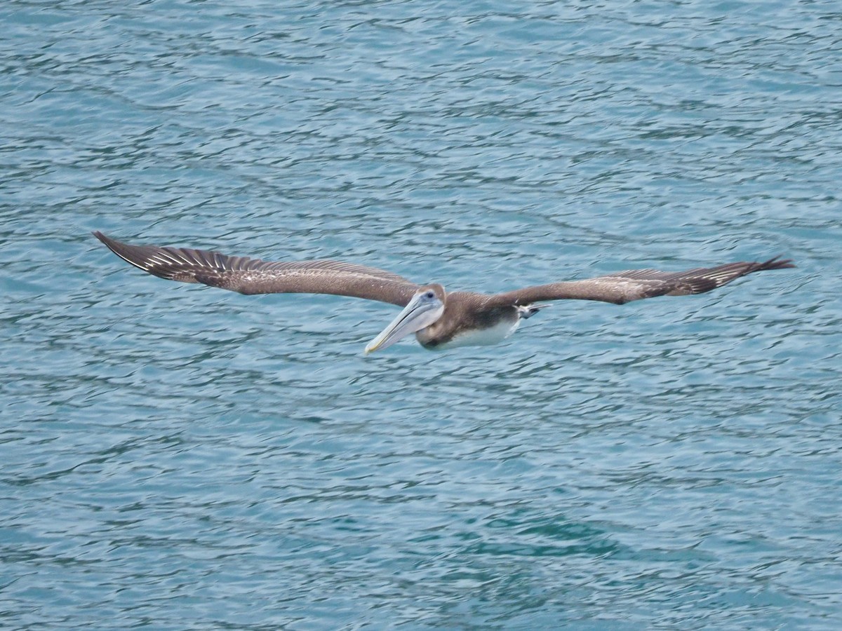 Brown Pelican - ML619949666