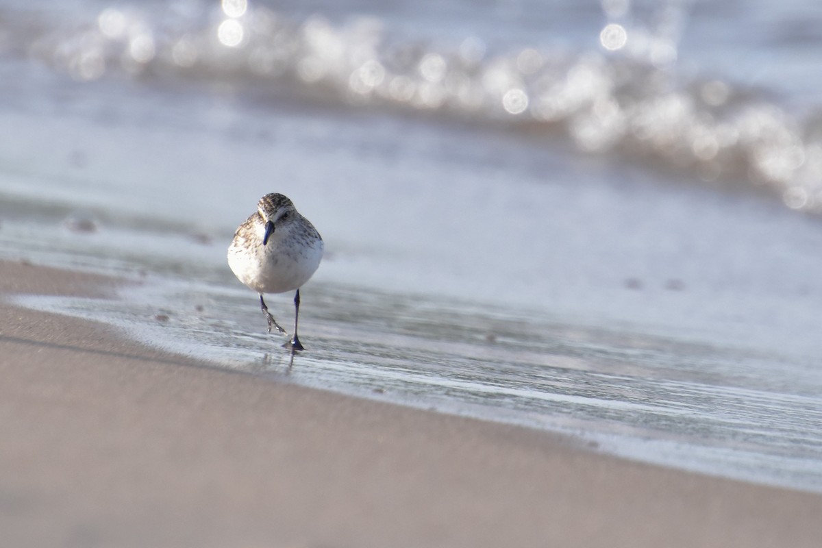 Semipalmated Sandpiper - ML619949680