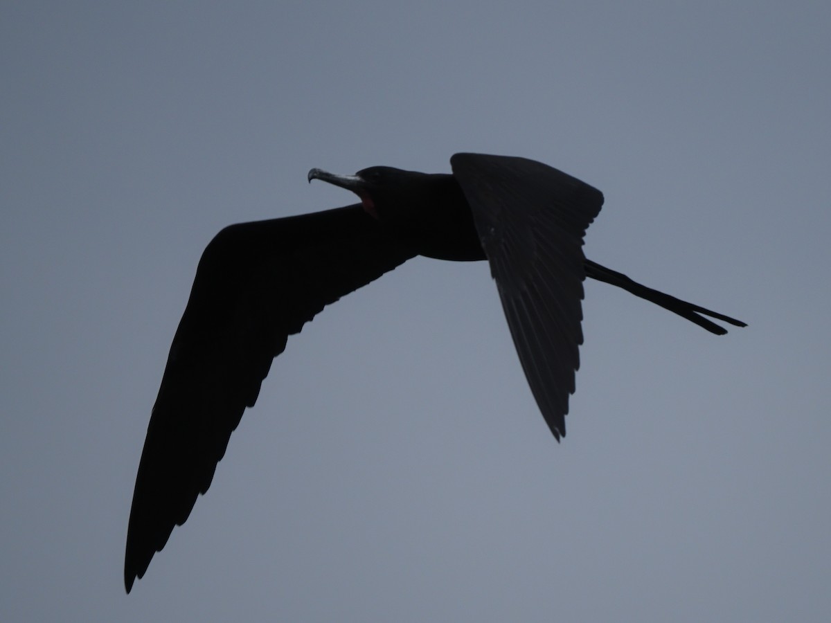 Magnificent Frigatebird - ML619949689