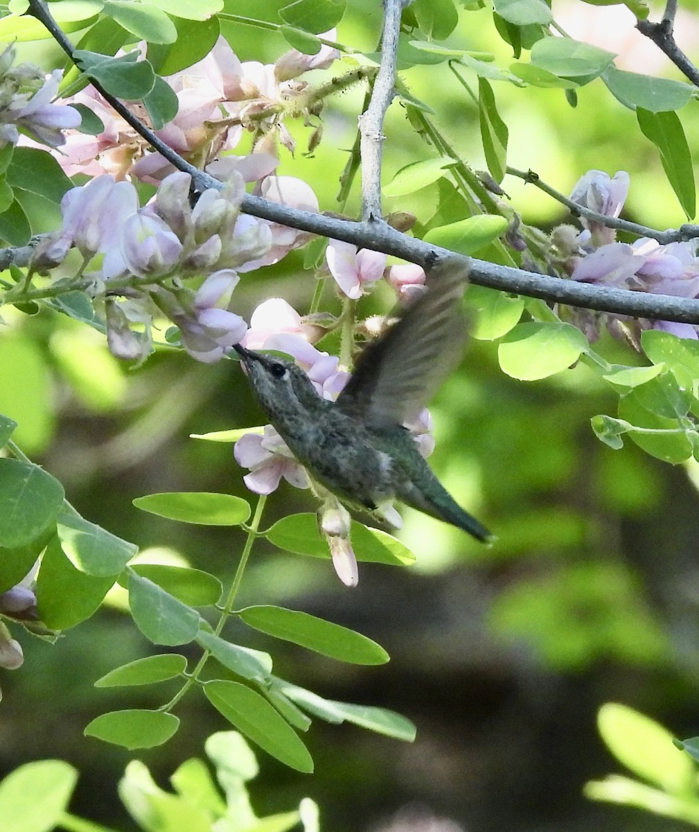 Anna's Hummingbird - ML619949694
