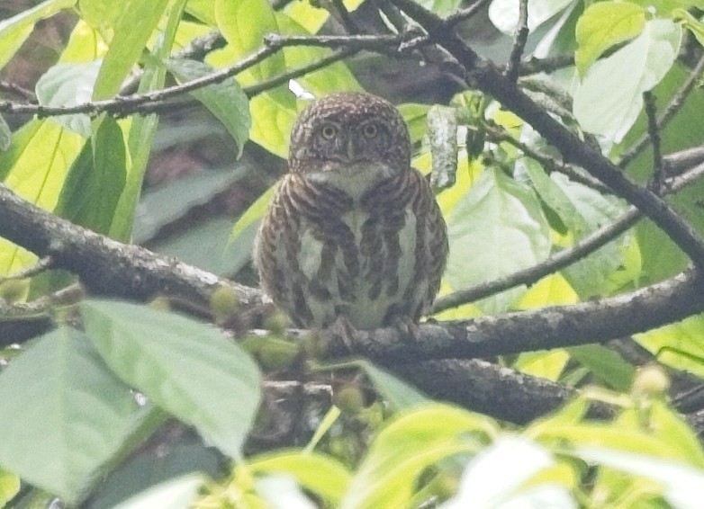Collared Owlet - ML619949695