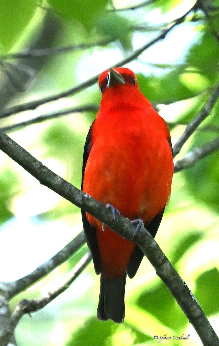 Scarlet Tanager - ML619949706