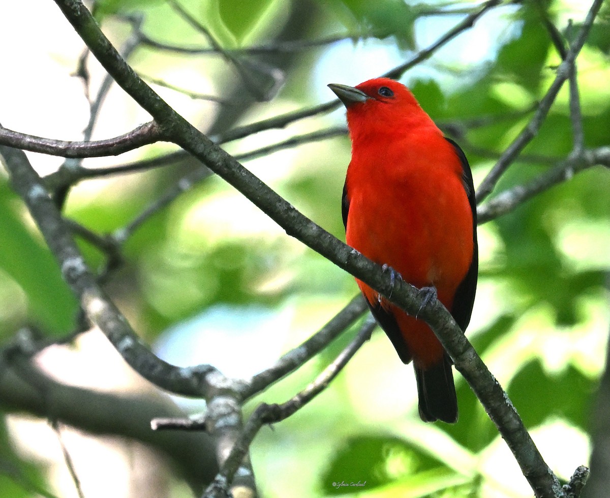 Scarlet Tanager - ML619949707
