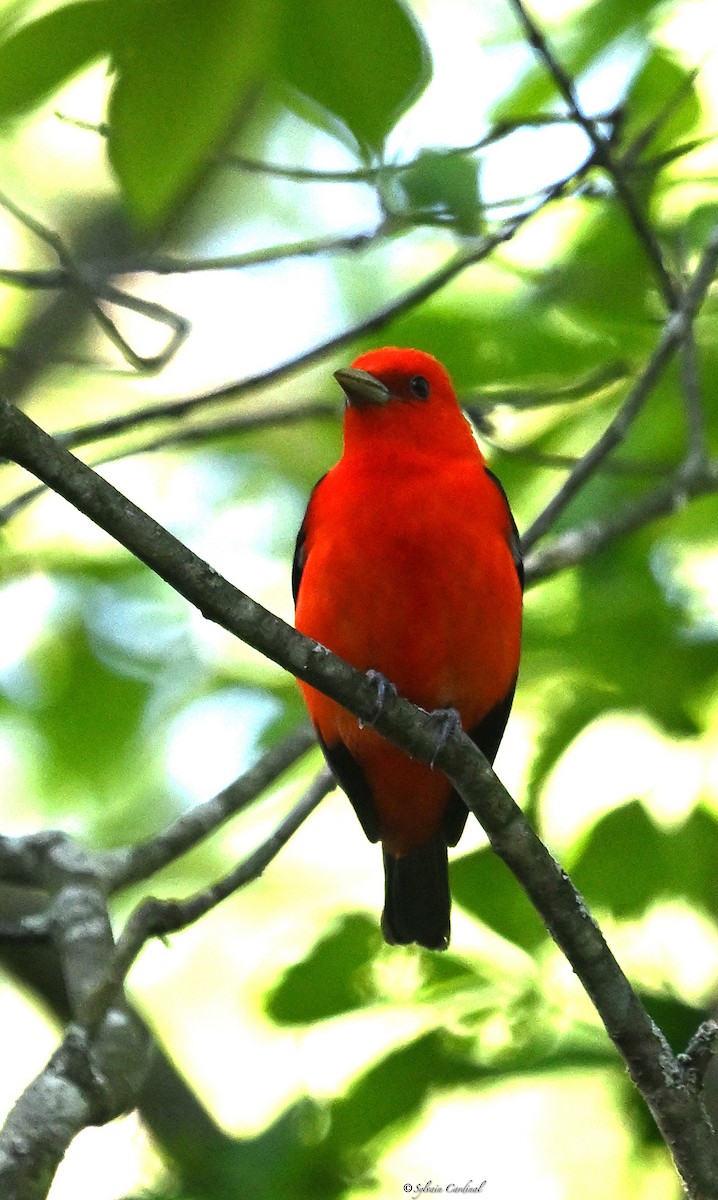 Scarlet Tanager - ML619949708