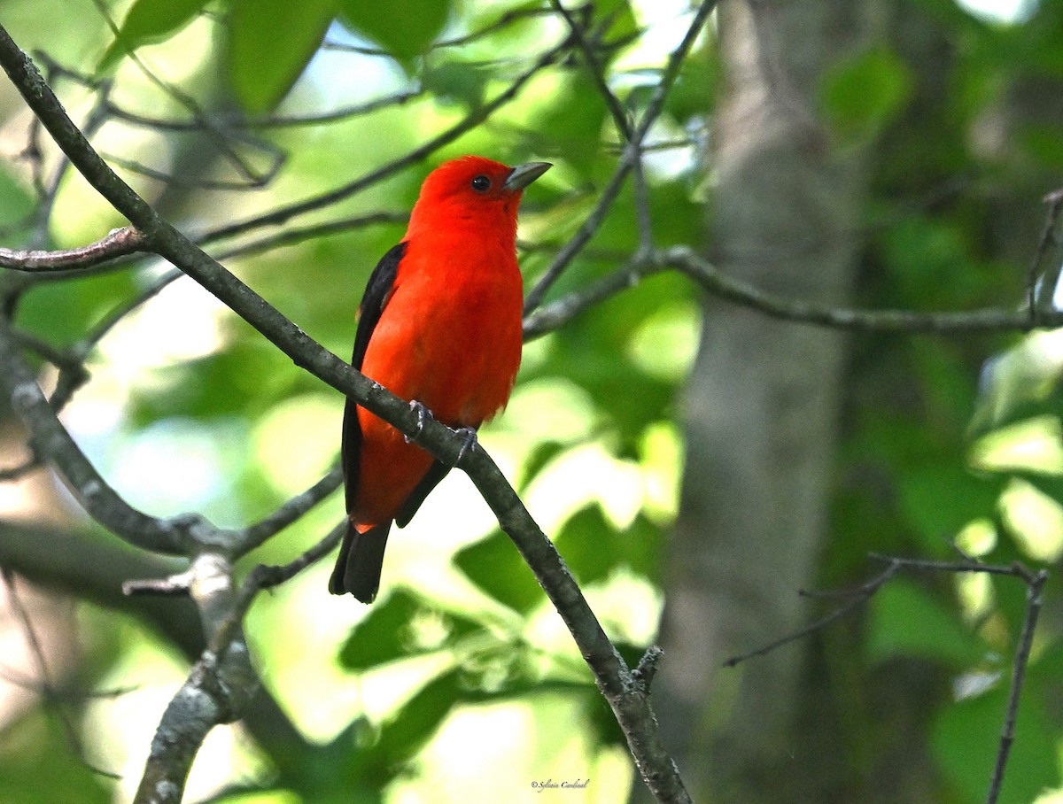 Scarlet Tanager - ML619949709