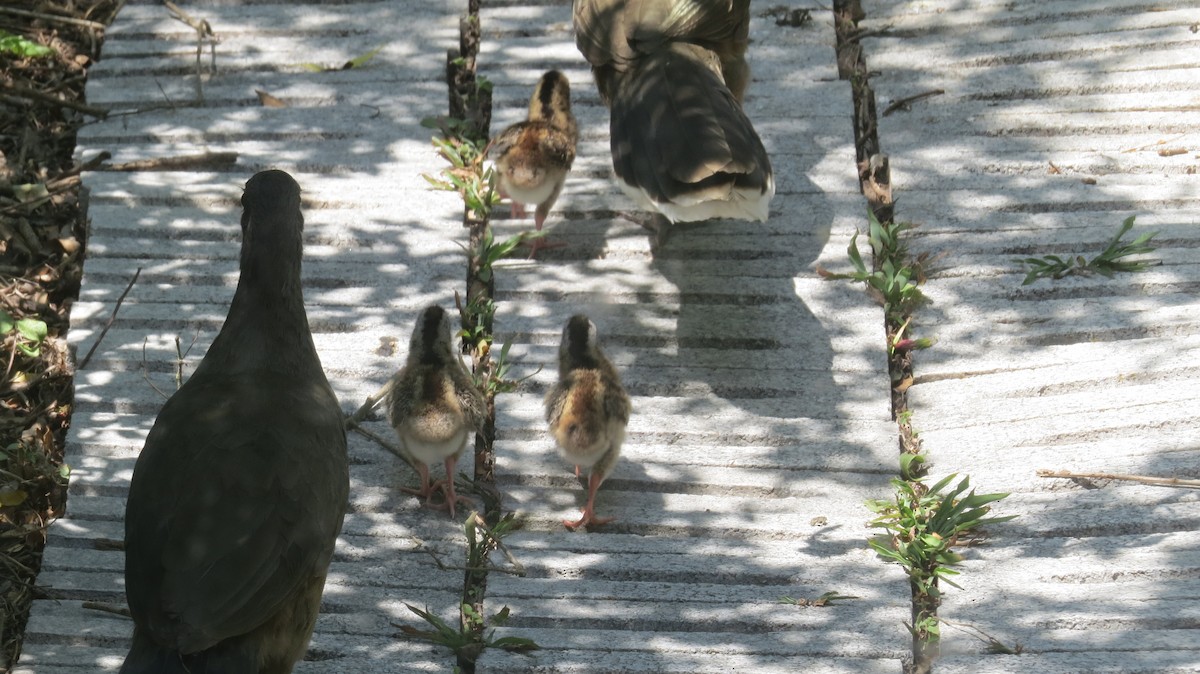 Plain Chachalaca - ML619949715