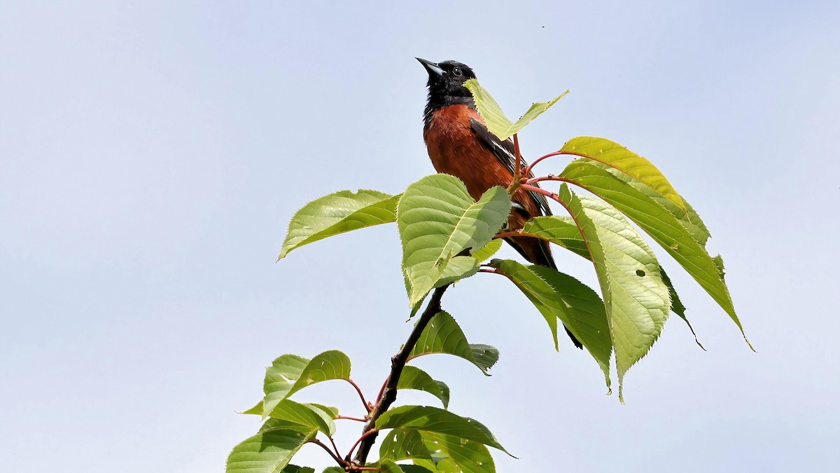 Orchard Oriole - ML619949721