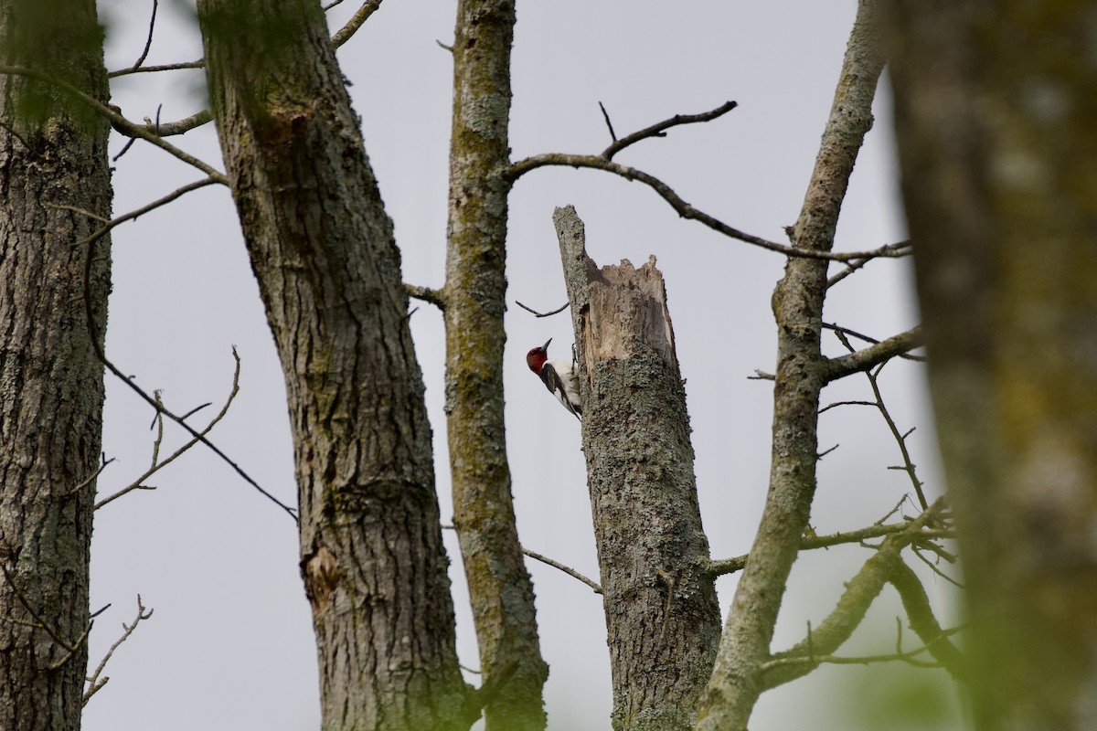 Red-headed Woodpecker - ML619949733