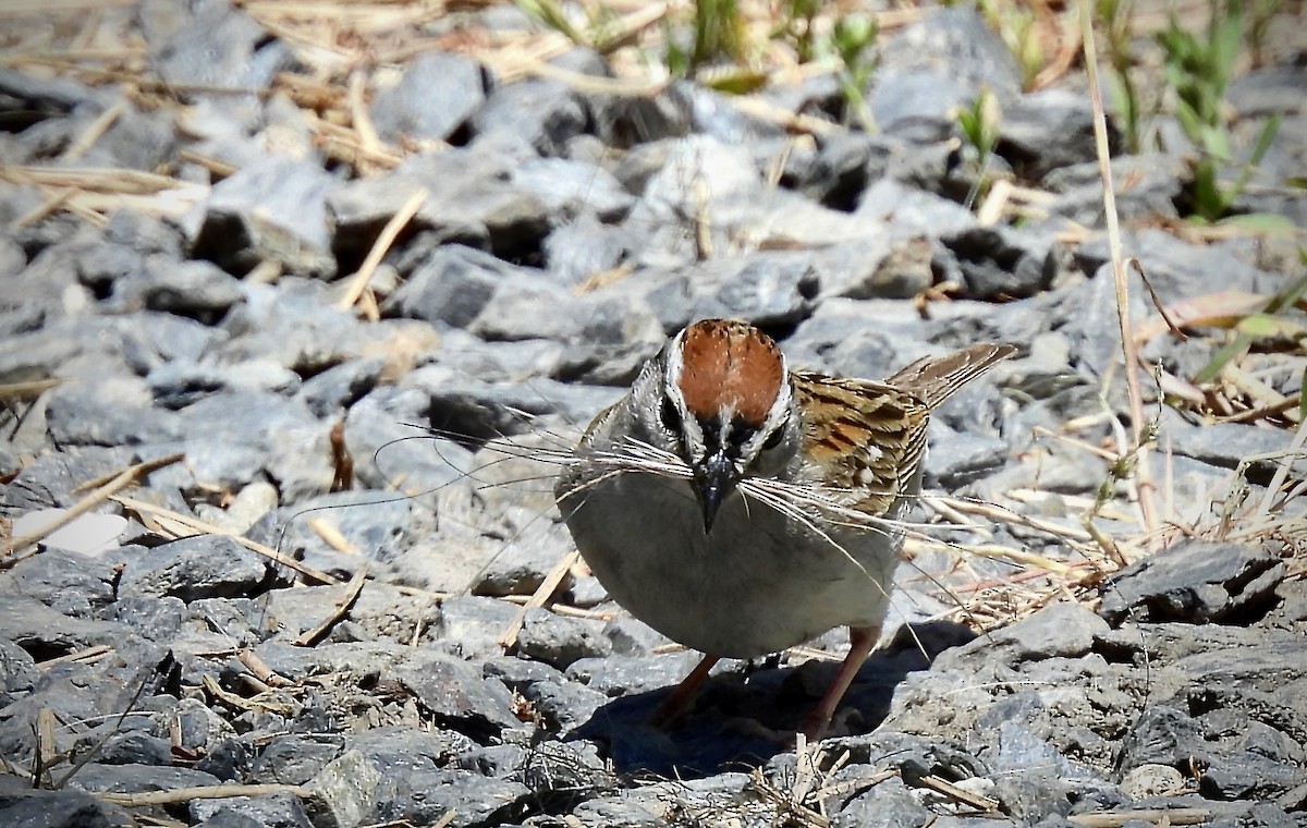 Chipping Sparrow - ML619949736