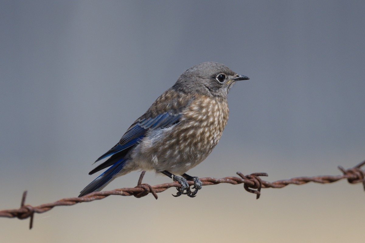 Western Bluebird - ML619949748