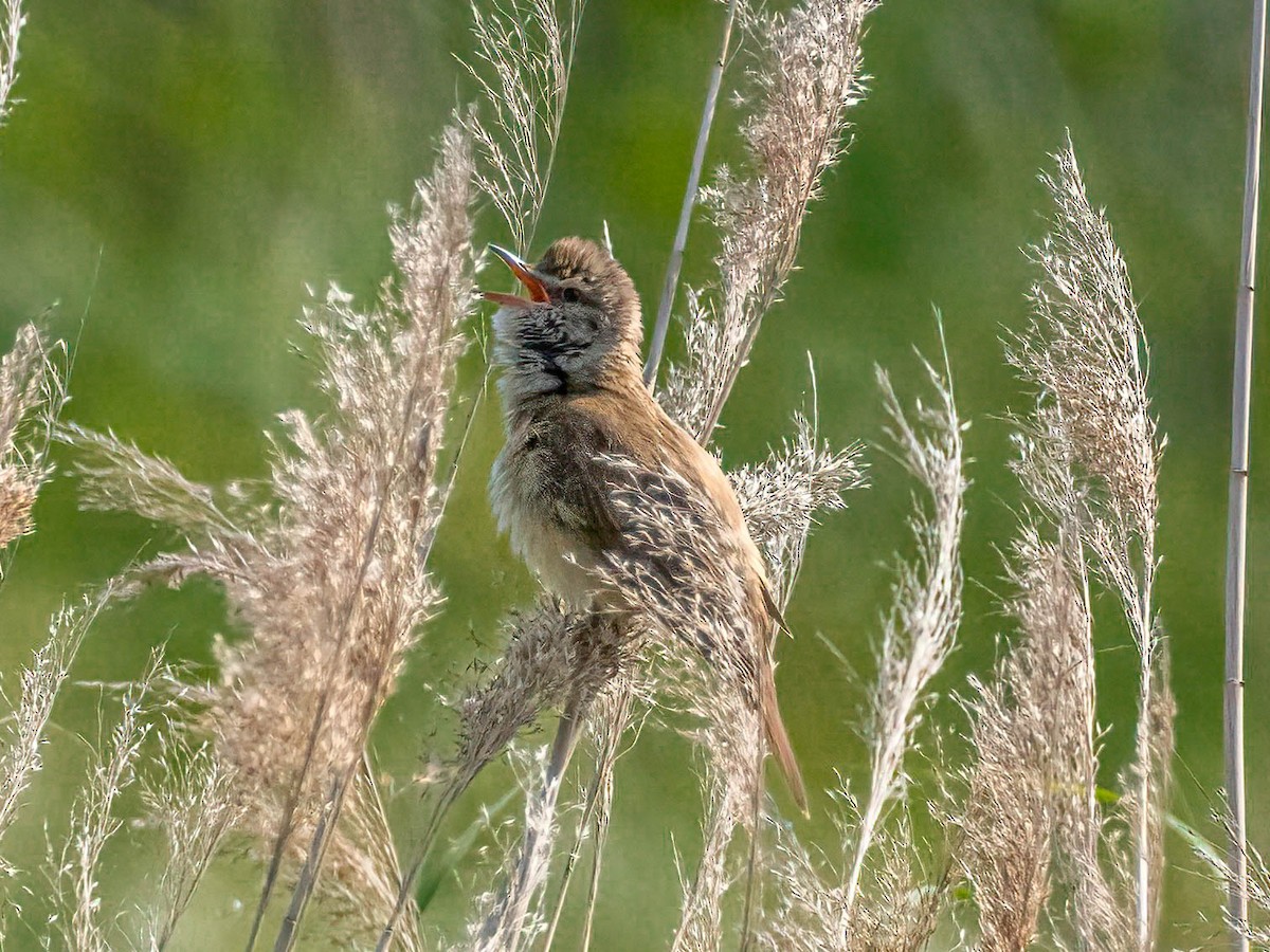 Great Reed Warbler - ML619949751