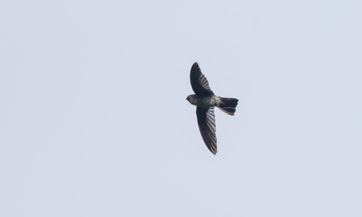 Ridgetop Swiftlet - ML619949753