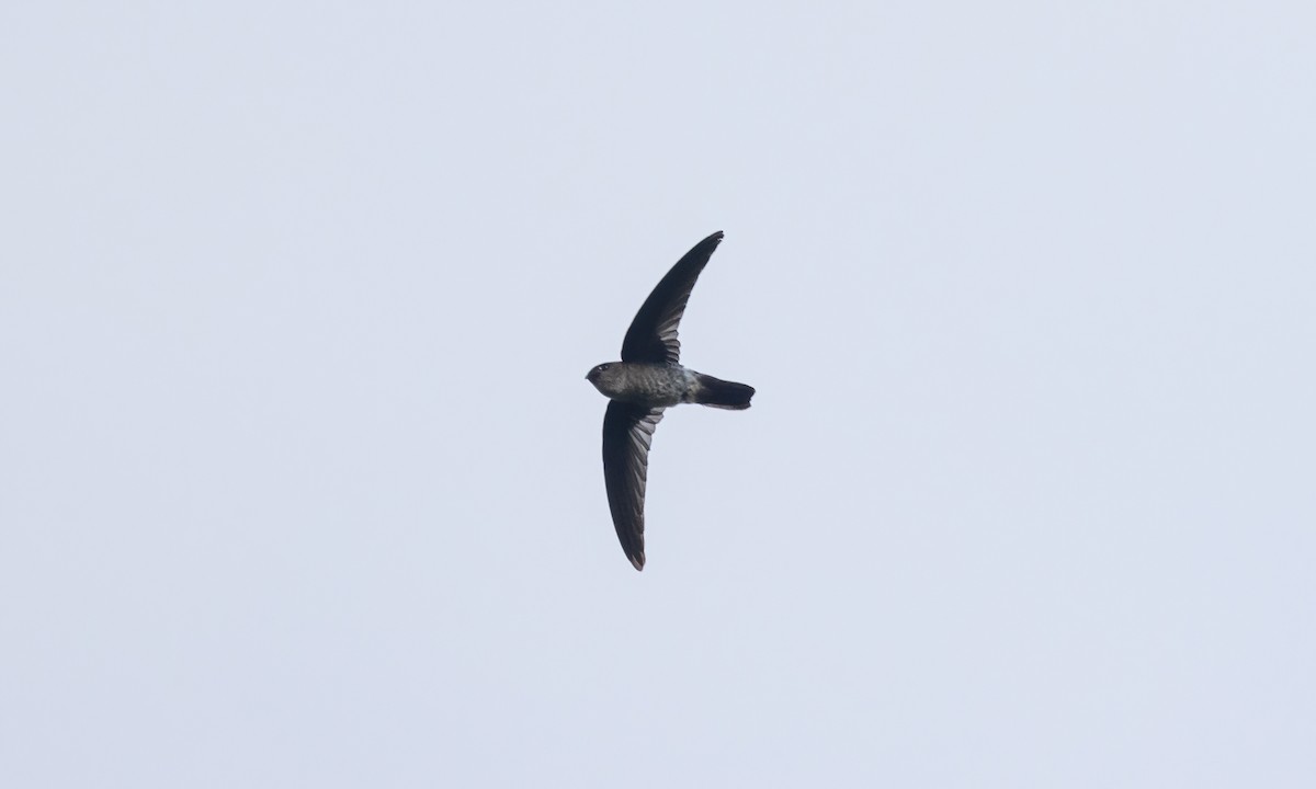 Ridgetop Swiftlet - ML619949755