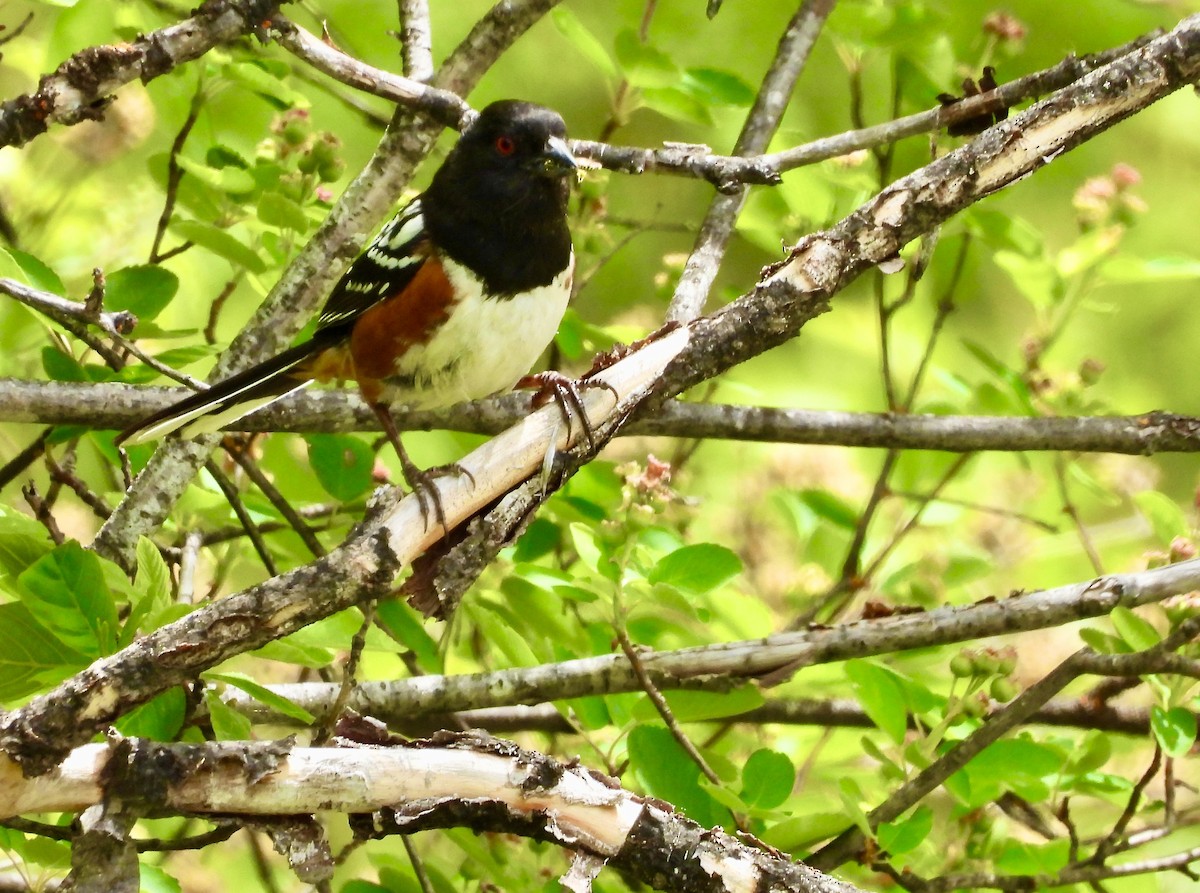 Spotted Towhee - ML619949764