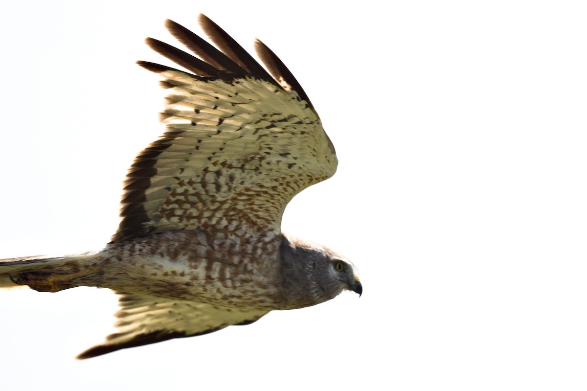 Northern Harrier - ML619949778