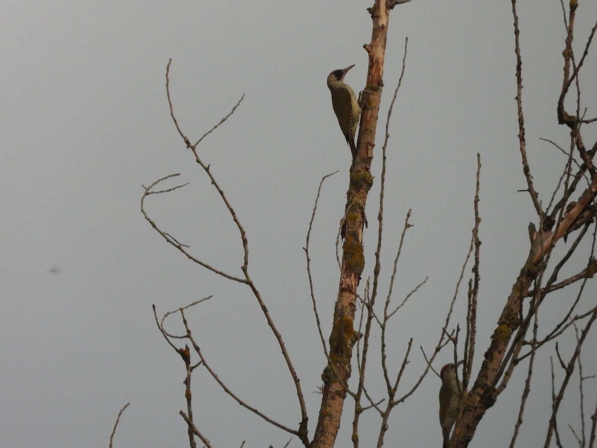 Eurasian Green Woodpecker - ML619949796
