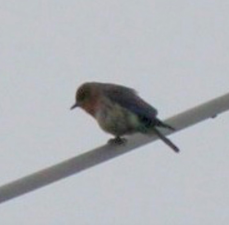 Eastern Bluebird - ML619949804