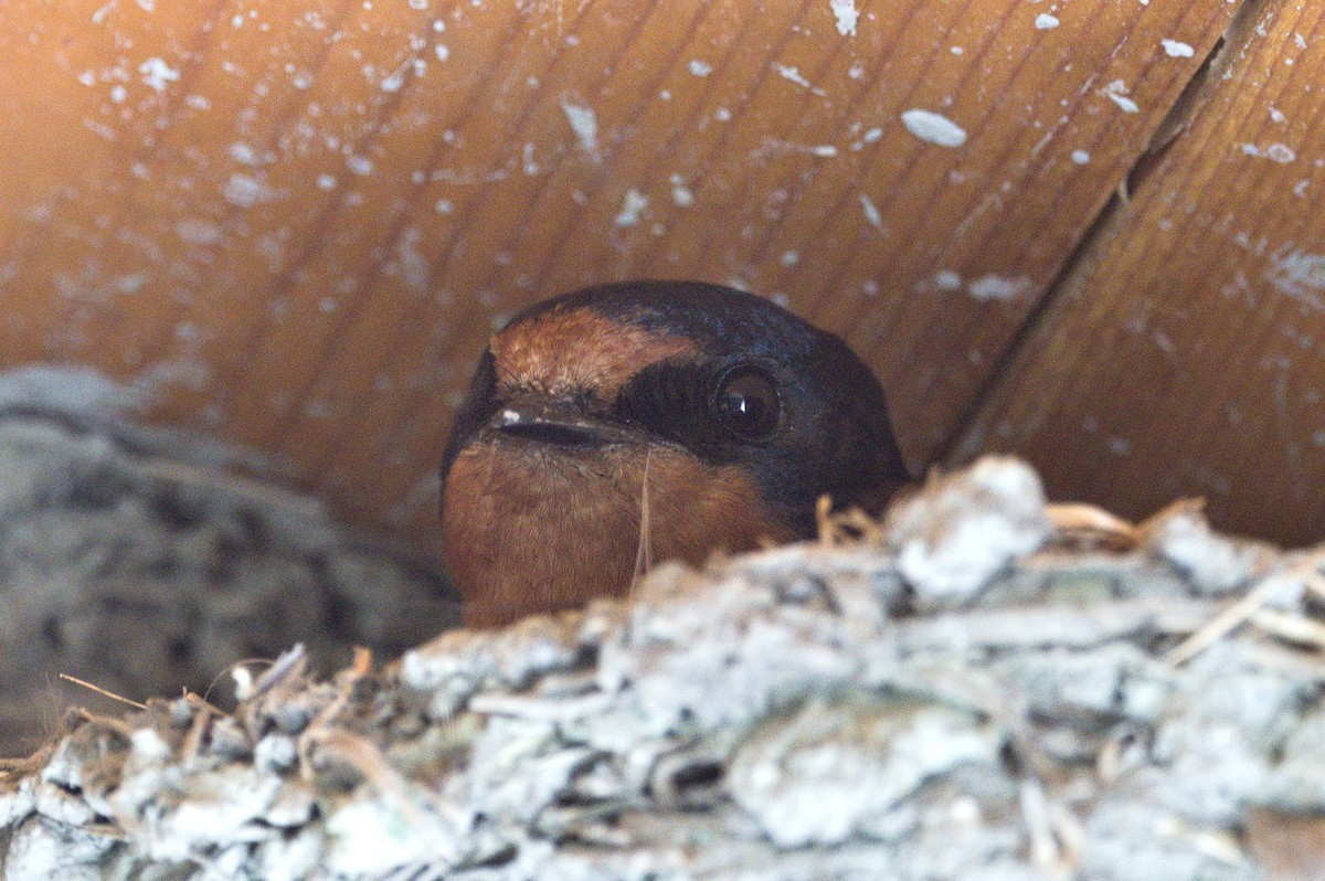 Barn Swallow - ML619949805