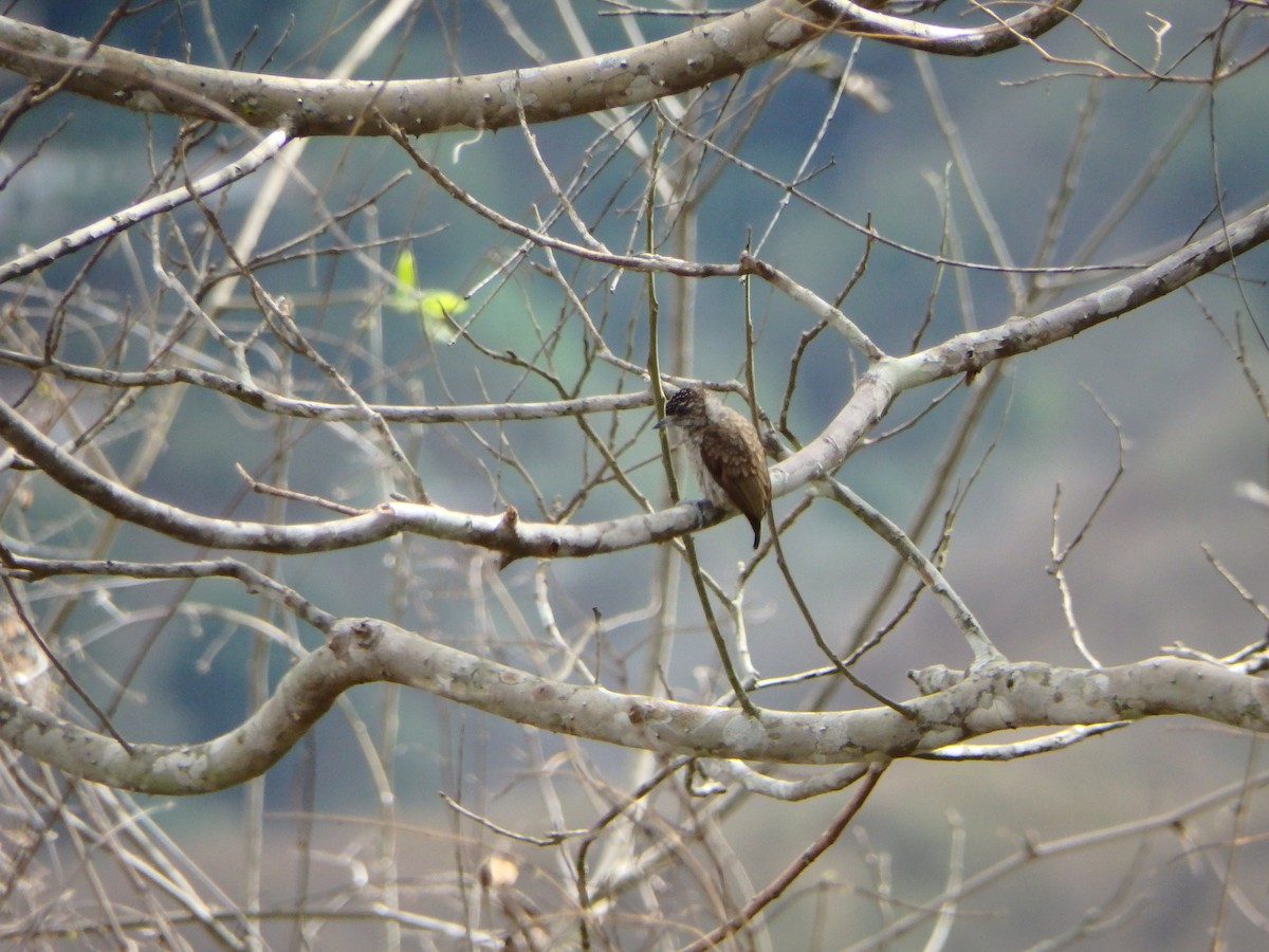 Scaled Piculet - ML619949814