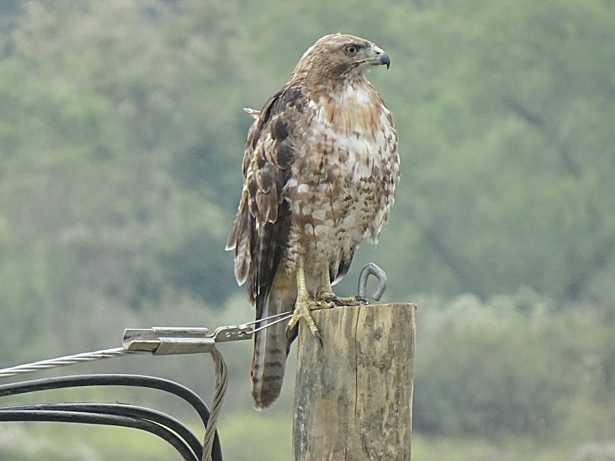 Red-tailed Hawk - ML619949825