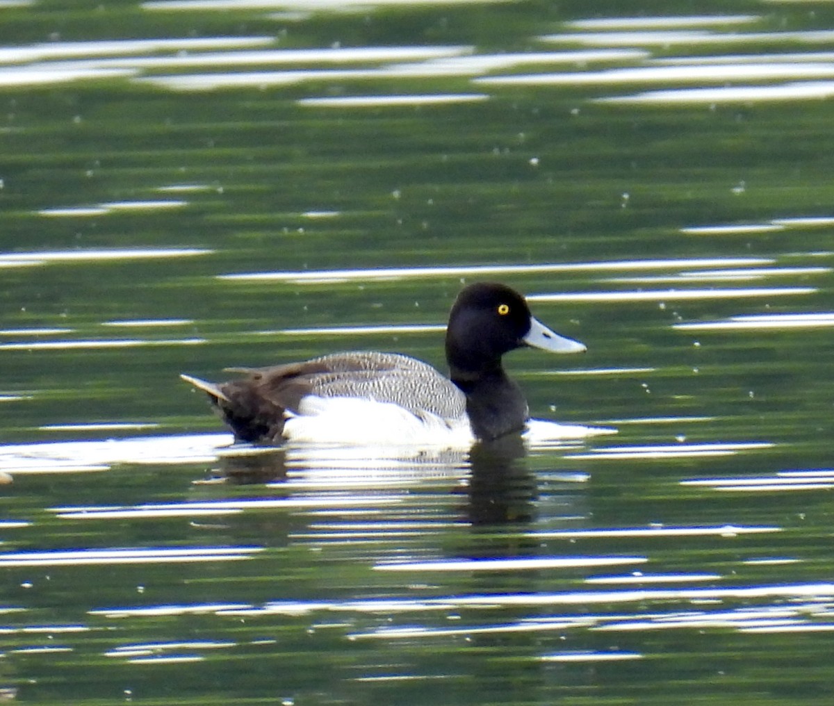 Lesser Scaup - ML619949826