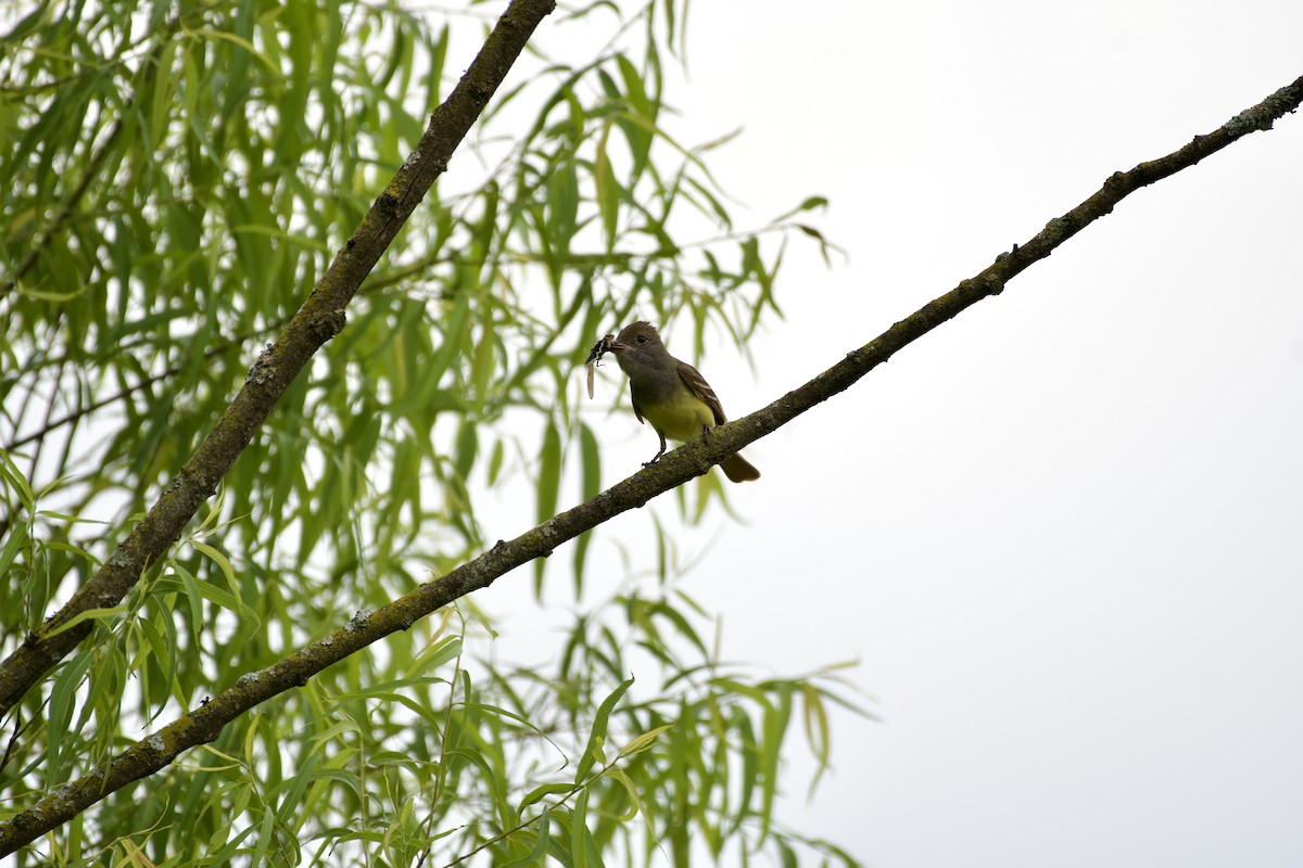Great Crested Flycatcher - ML619949837