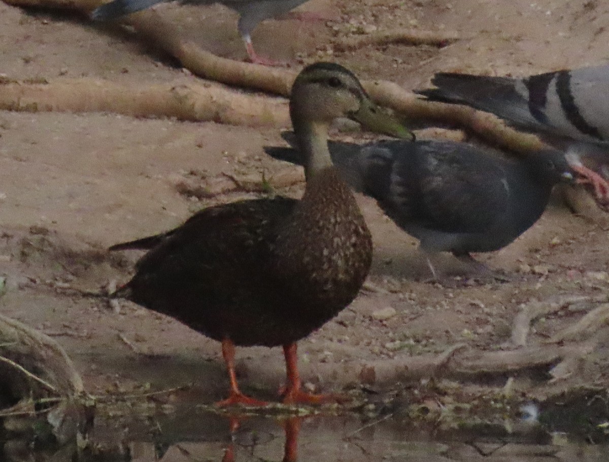 Mexican Duck - ML619949841
