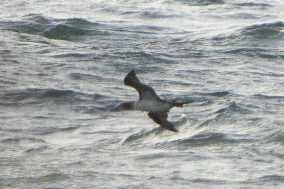 Northern Gannet - ML619949853