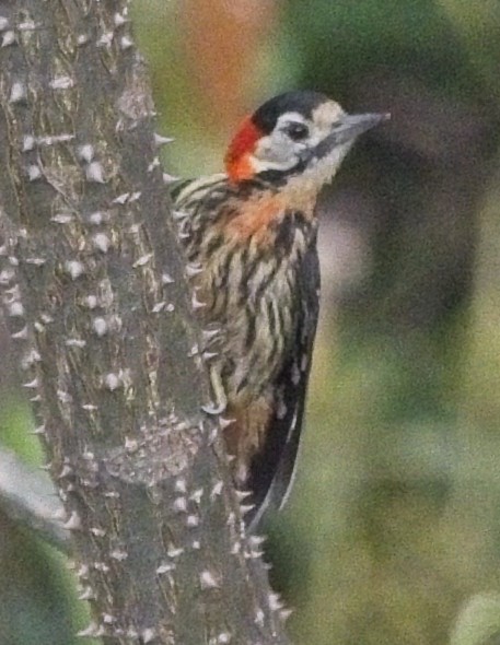 Crimson-naped Woodpecker - ML619949861