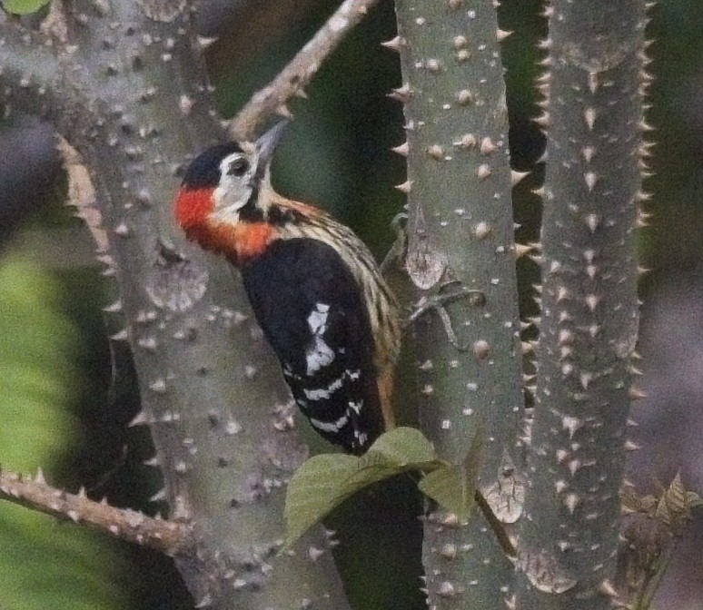 Crimson-naped Woodpecker - ML619949862