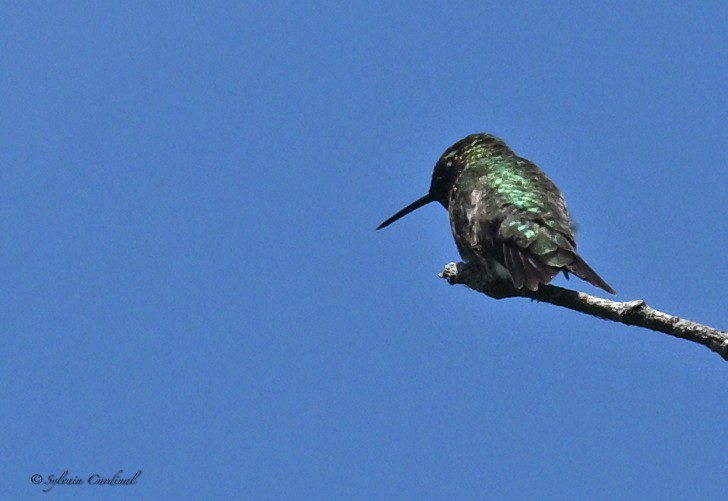 Ruby-throated Hummingbird - ML619949865