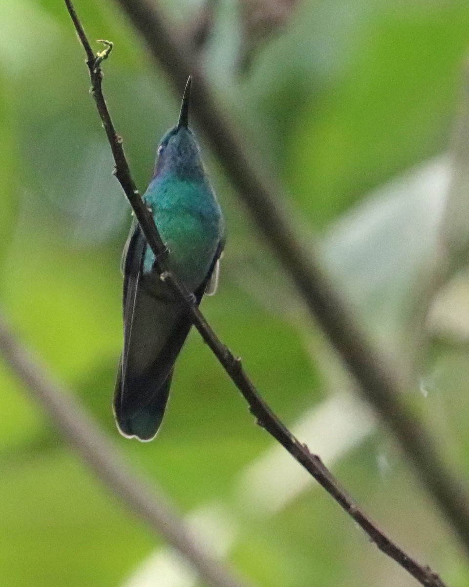 kolibřík modrouchý - ML619949885