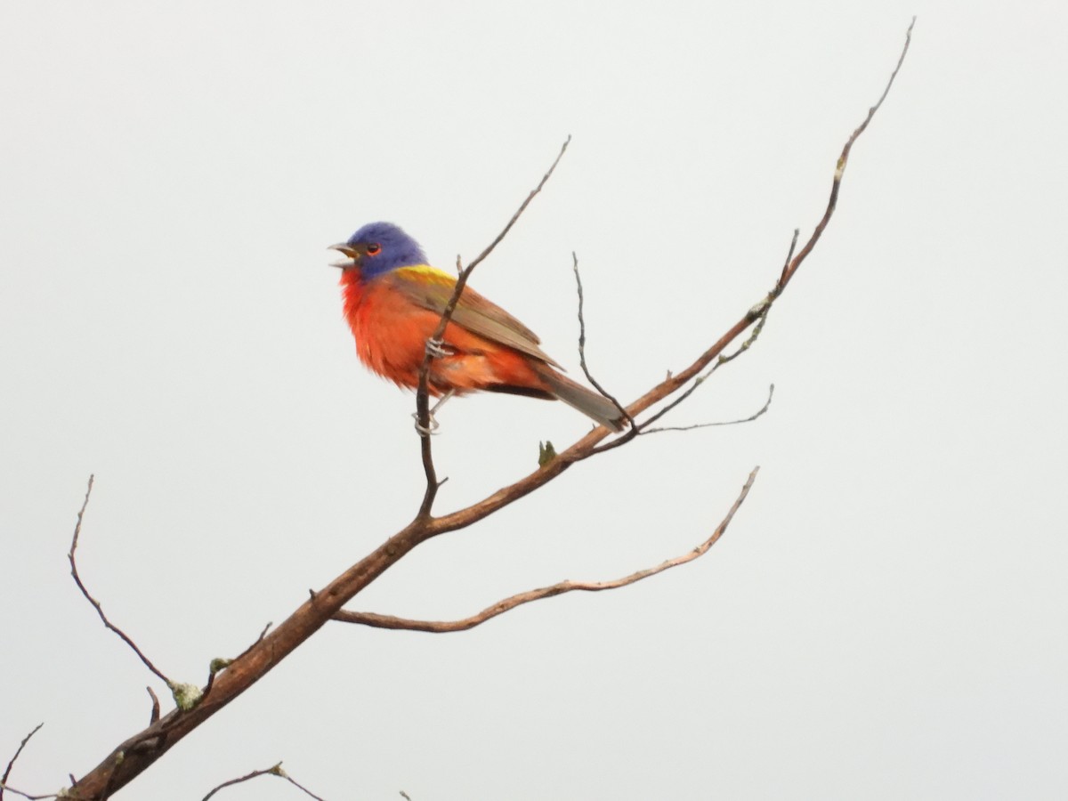 Painted Bunting - ML619949912